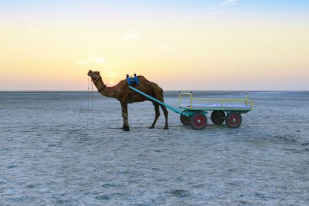 Rann Of Kutch 3 Days | 2 Nights