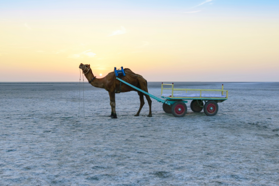 Rann Of Kutch 3 Days | 2 Nights